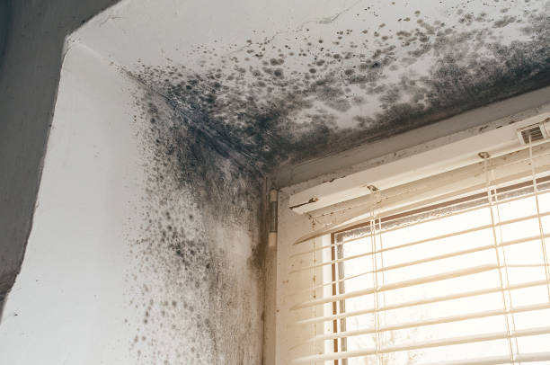 Affordable Mold Removal solutions in Norwood, NJ