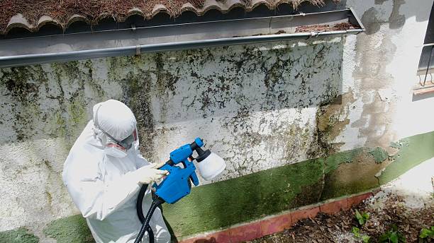 Top rated local Mold Removal specialists in Norwood, NJ